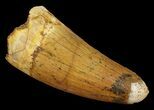 Cretaceous Fossil Crocodile (Elosuchus) Tooth - Morocco #67025-1